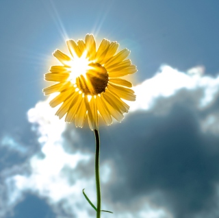 Sunny Flower Wallpaper for Nokia 8800