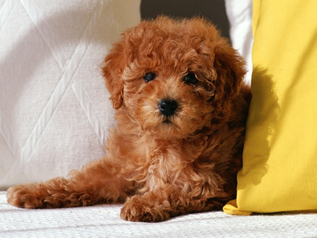 Screenshot №1 pro téma Toy Poodle 1024x768