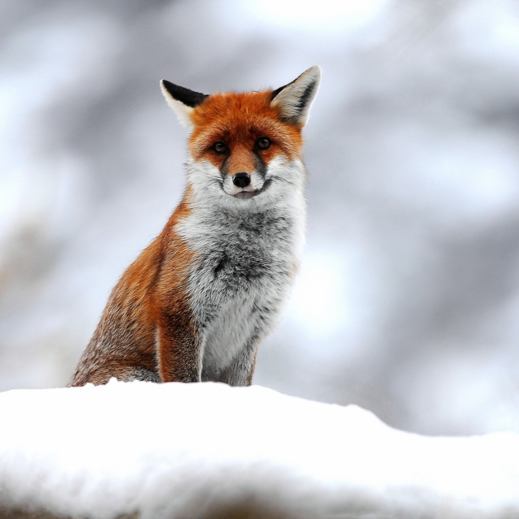 Cute Fox In Winter wallpaper 1024x1024