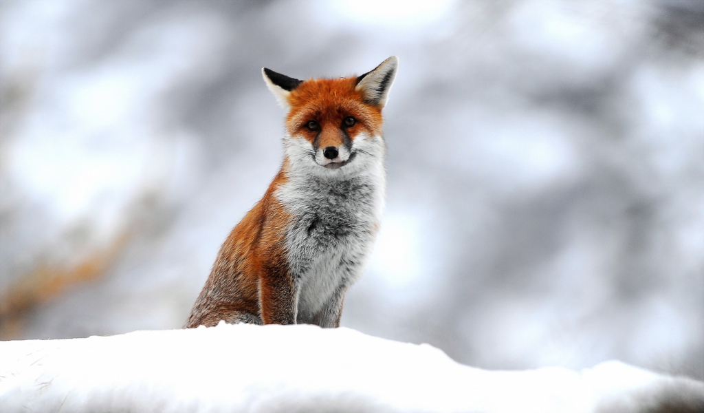 Das Cute Fox In Winter Wallpaper 1024x600