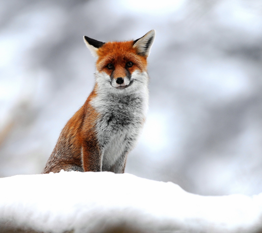 Das Cute Fox In Winter Wallpaper 1080x960