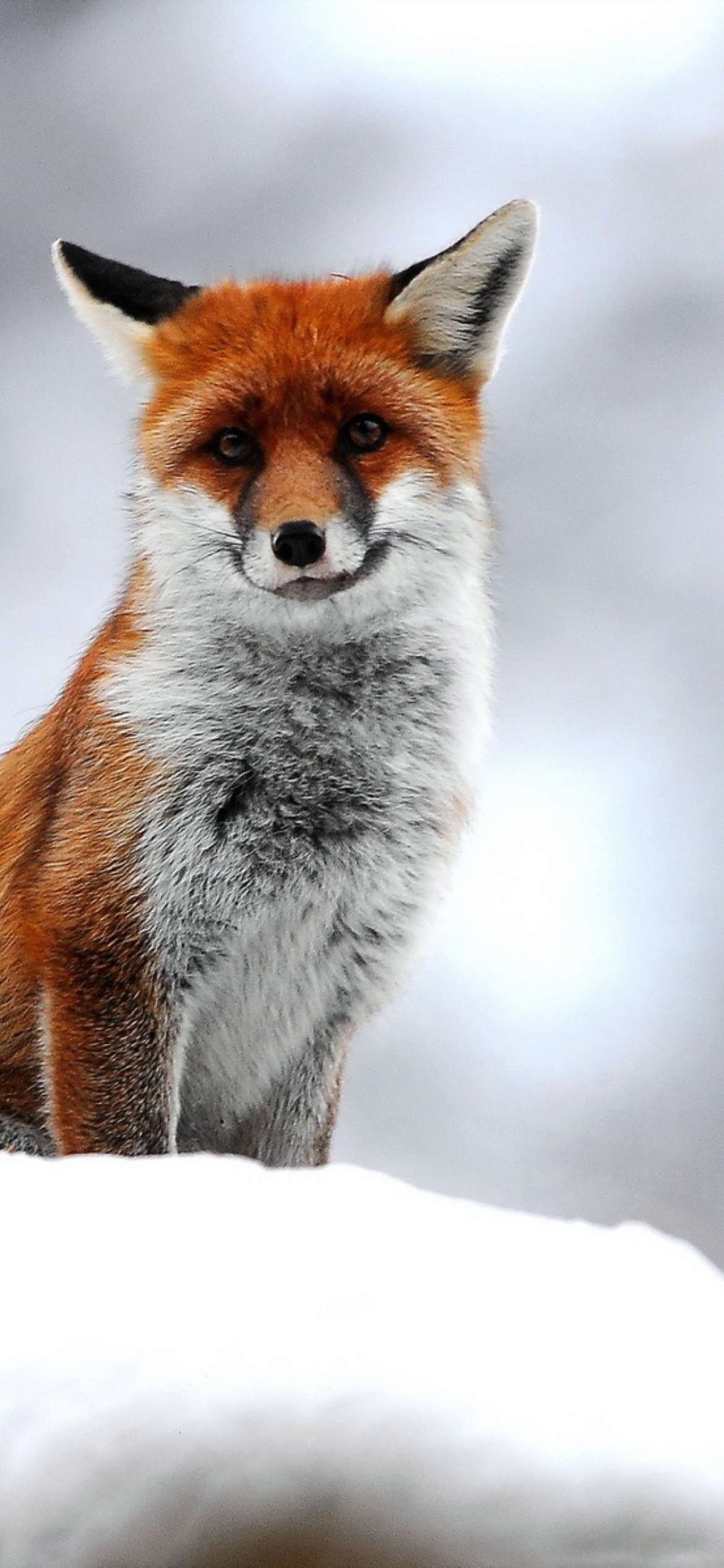 Cute Fox In Winter wallpaper 1170x2532