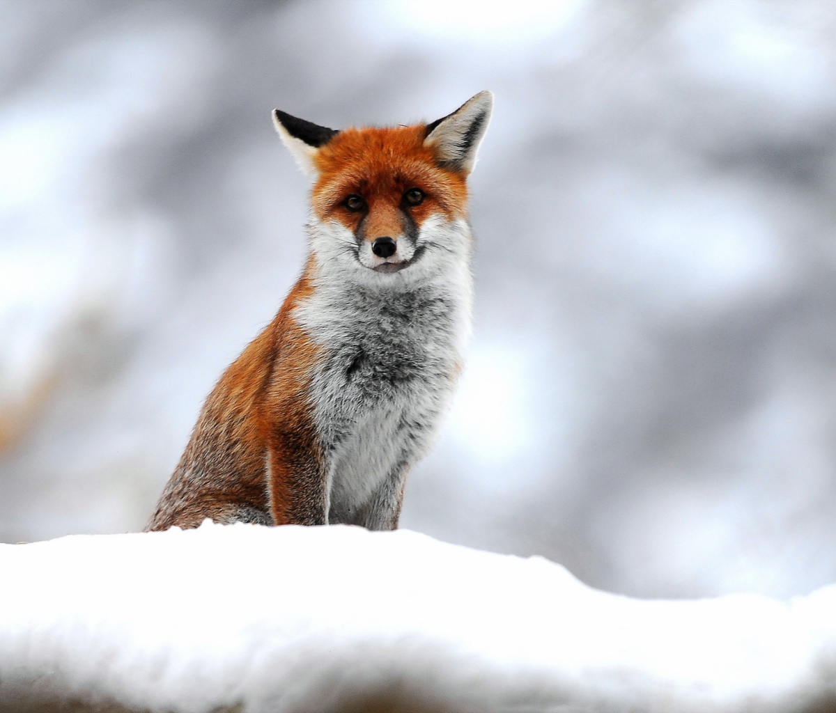 Cute Fox In Winter wallpaper 1200x1024