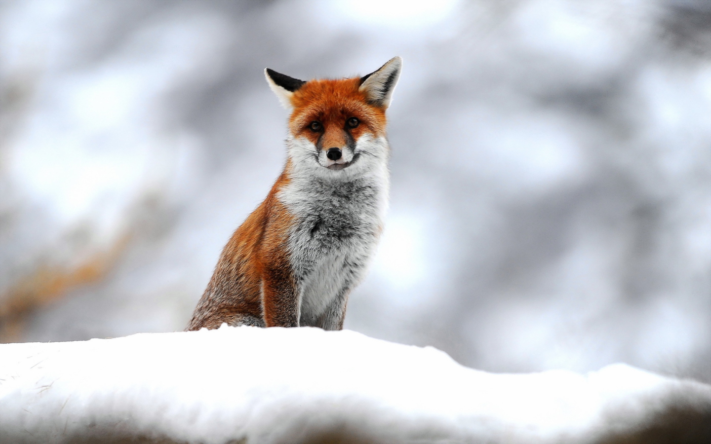 Das Cute Fox In Winter Wallpaper 1440x900