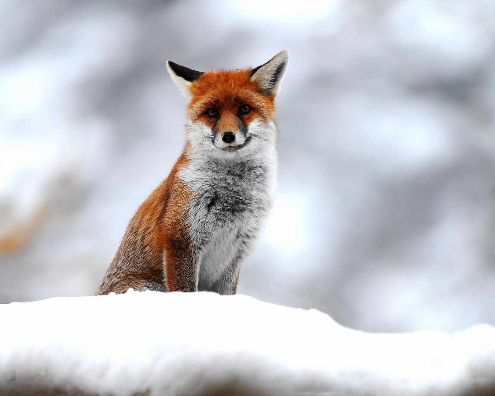 Обои Cute Fox In Winter 1600x1280