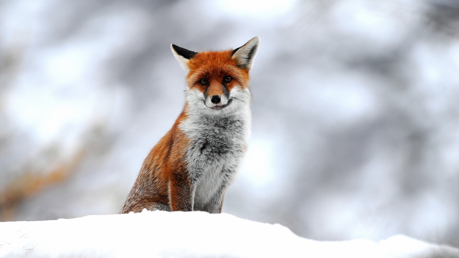 Обои Cute Fox In Winter 1600x900