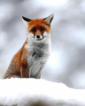Cute Fox In Winter wallpaper 176x220