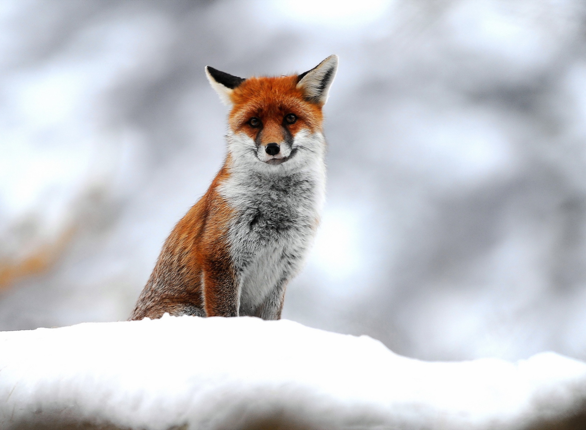 Das Cute Fox In Winter Wallpaper 1920x1408