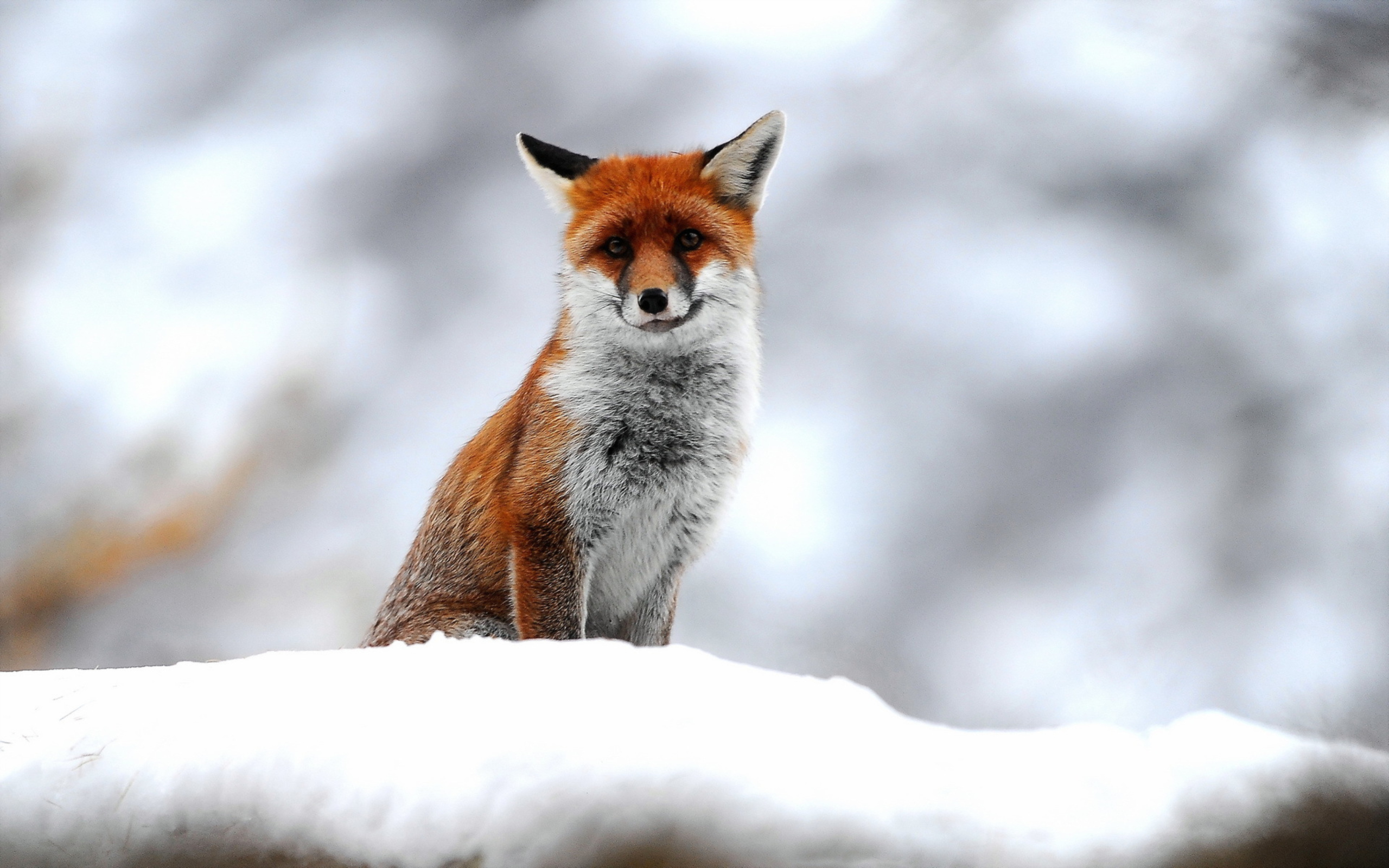 Cute Fox In Winter wallpaper 2560x1600