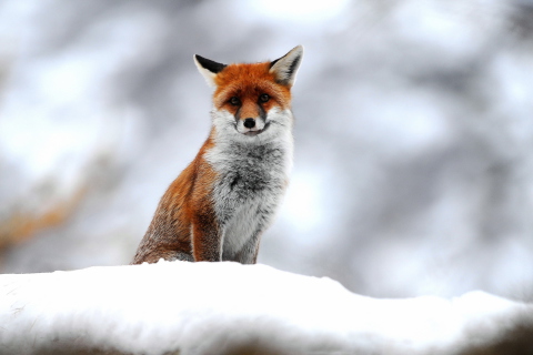 Обои Cute Fox In Winter 480x320