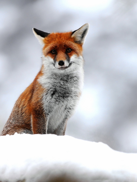 Cute Fox In Winter wallpaper 480x640