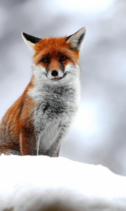 Das Cute Fox In Winter Wallpaper 480x800