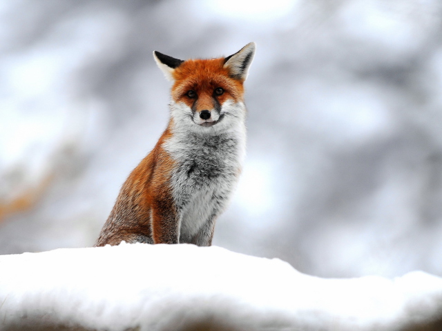Das Cute Fox In Winter Wallpaper 640x480