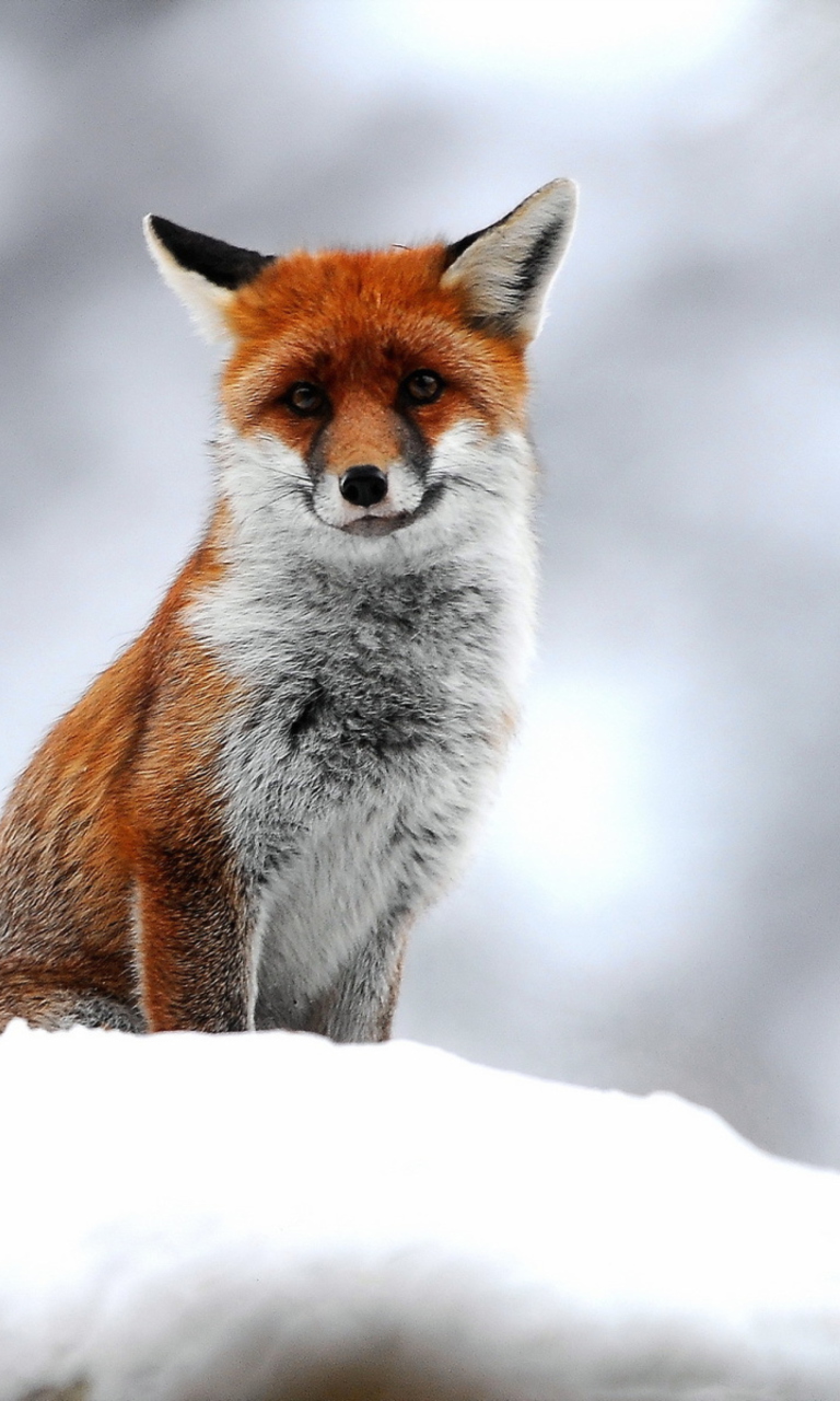 Das Cute Fox In Winter Wallpaper 768x1280
