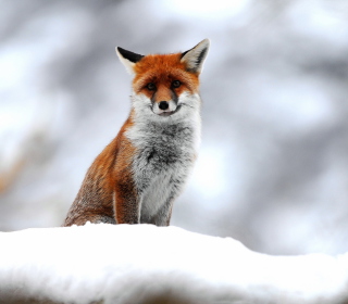 Cute Fox In Winter sfondi gratuiti per iPad mini