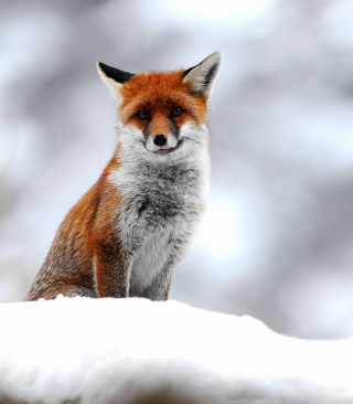 Cute Fox In Winter sfondi gratuiti per 480x800