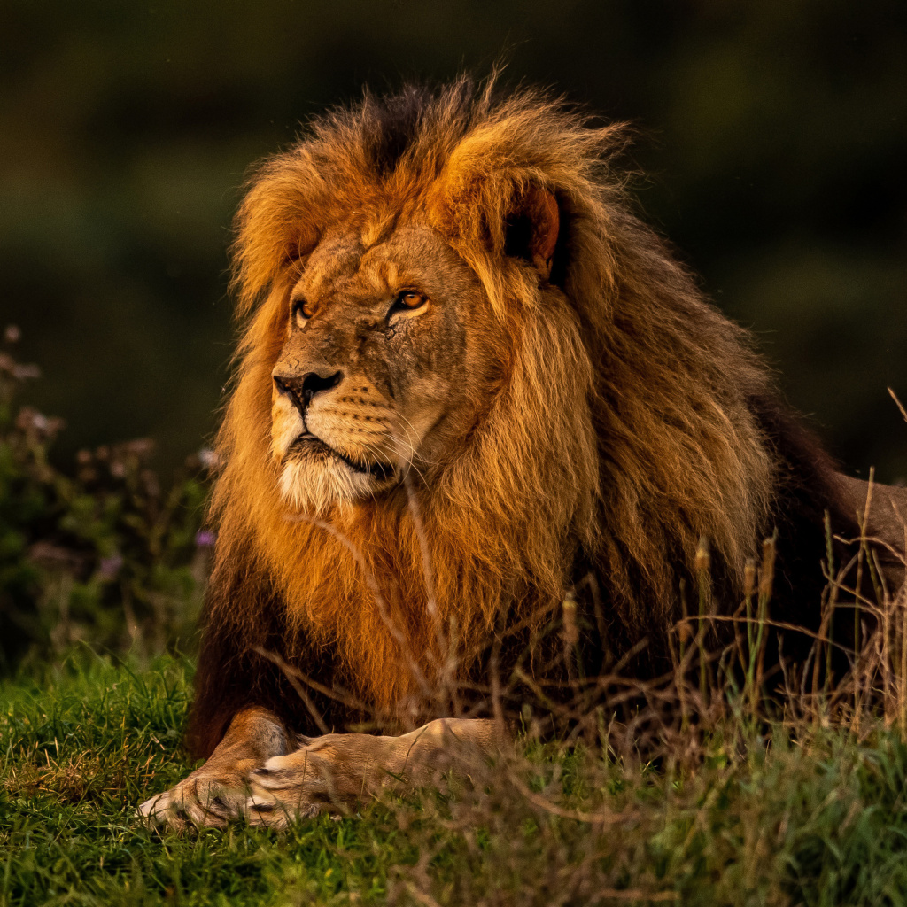 Forest king lion wallpaper 1024x1024