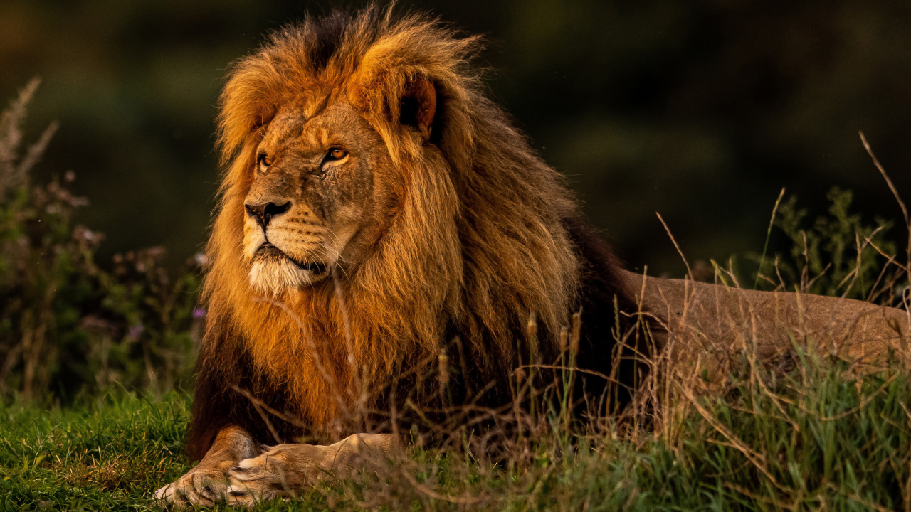 Fondo de pantalla Forest king lion 1280x720