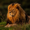 Обои Forest king lion 128x128