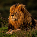 Das Forest king lion Wallpaper 128x128