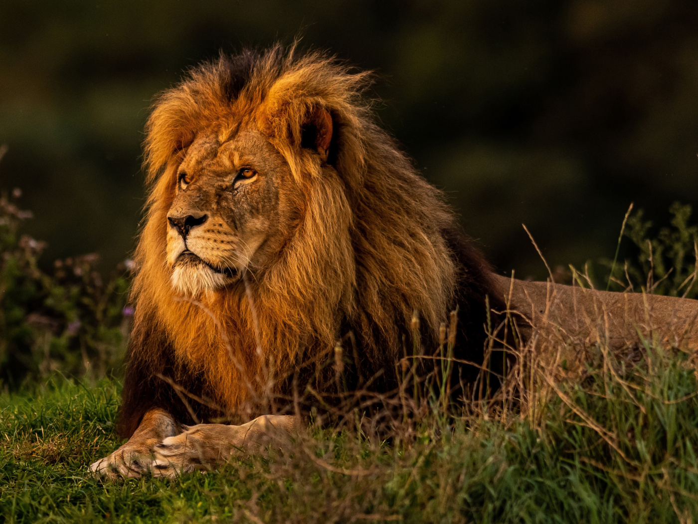 Forest king lion wallpaper 1400x1050