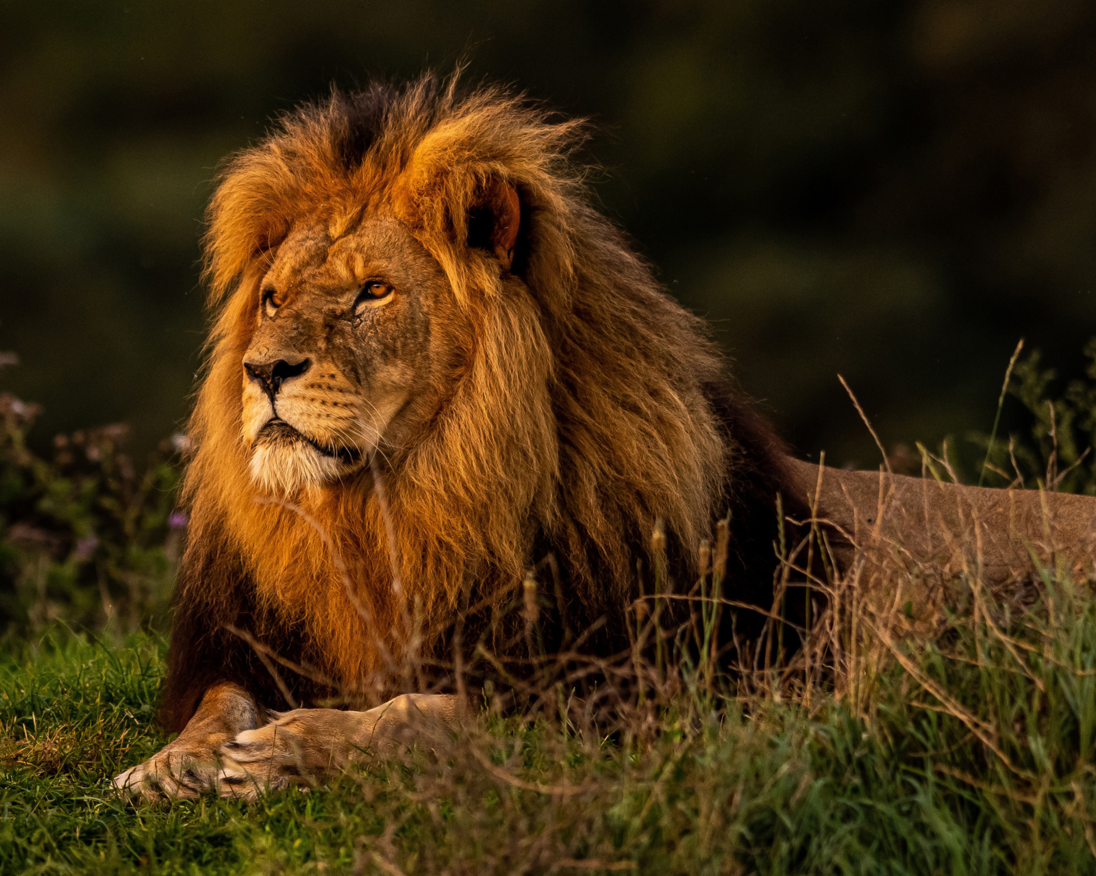 Fondo de pantalla Forest king lion 1600x1280