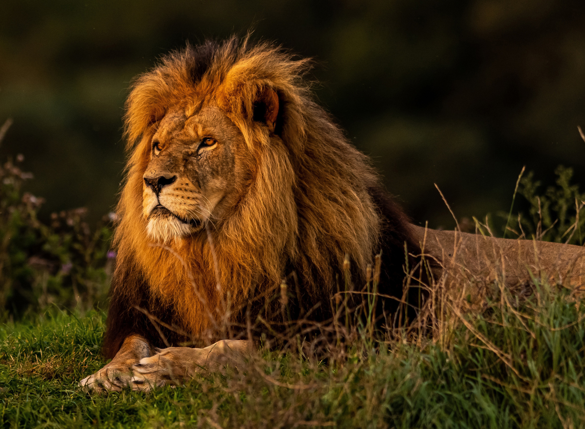 Sfondi Forest king lion 1920x1408