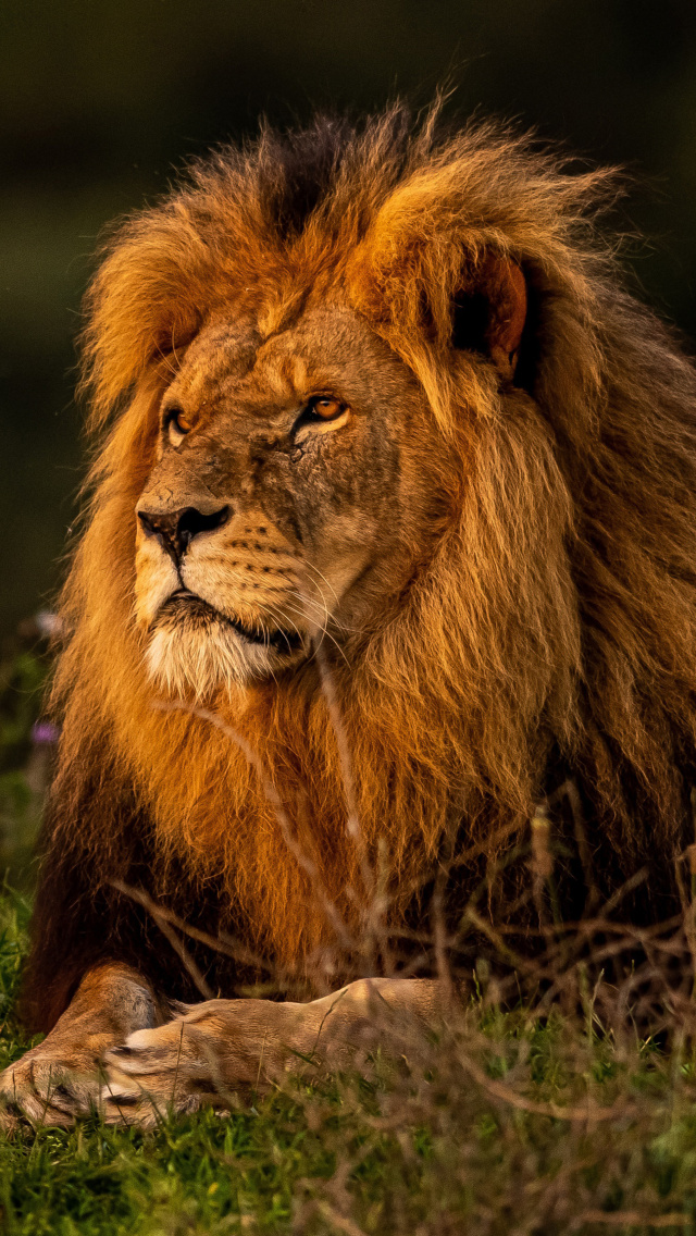 Fondo de pantalla Forest king lion 640x1136