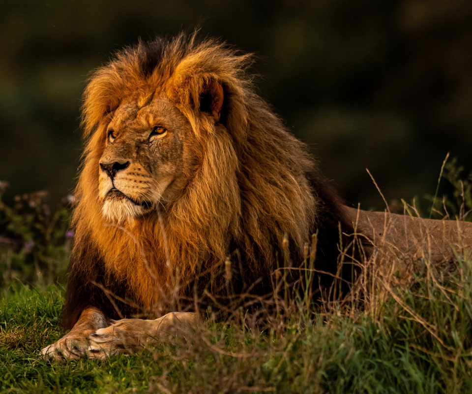 Обои Forest king lion 960x800