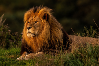 Free Forest king lion Picture for Android, iPhone and iPad