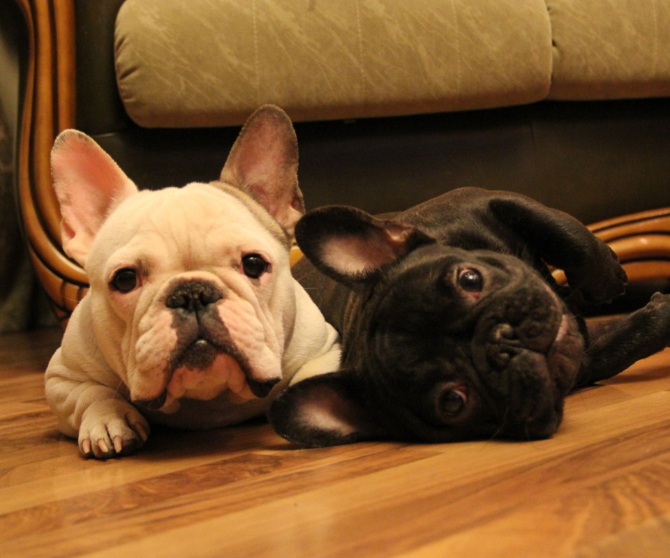 French Bulldog wallpaper 960x800