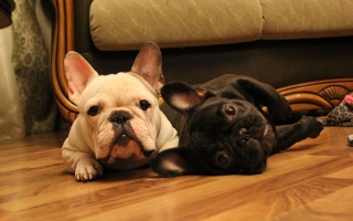 French Bulldog Background for Android, iPhone and iPad