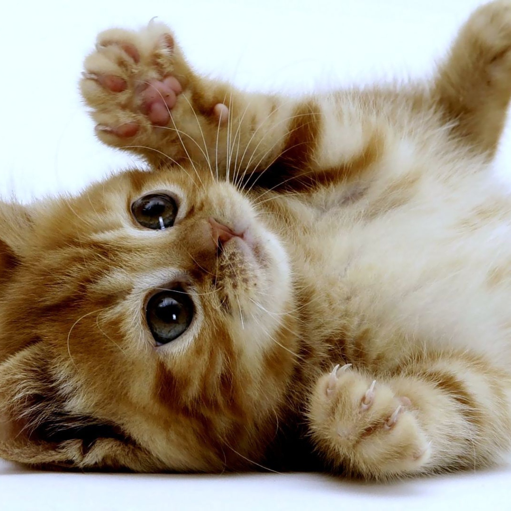 Fondo de pantalla Super Cute Kitten 1024x1024