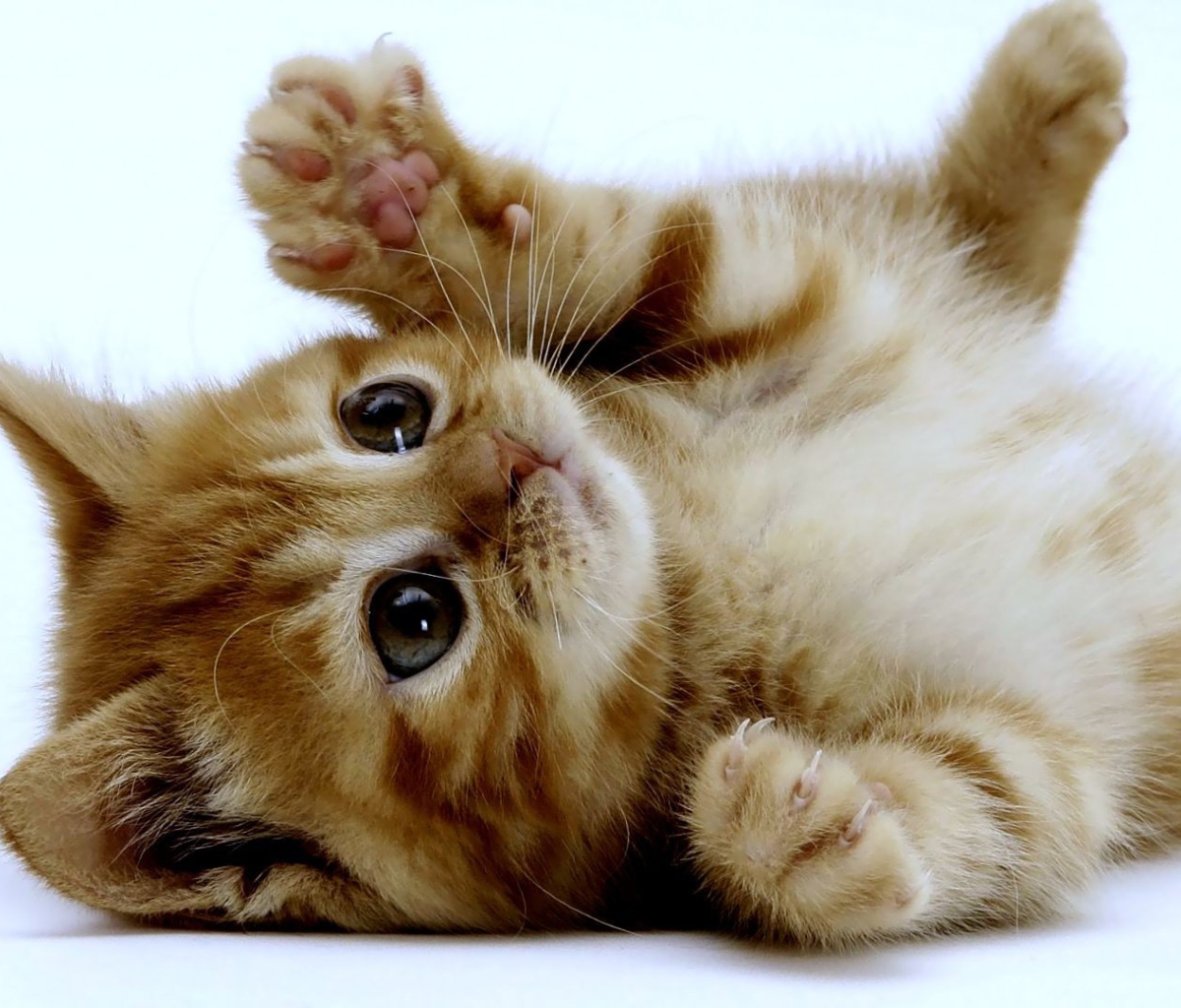 Fondo de pantalla Super Cute Kitten 1200x1024