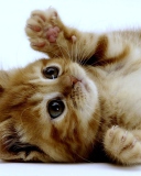 Fondo de pantalla Super Cute Kitten 128x160