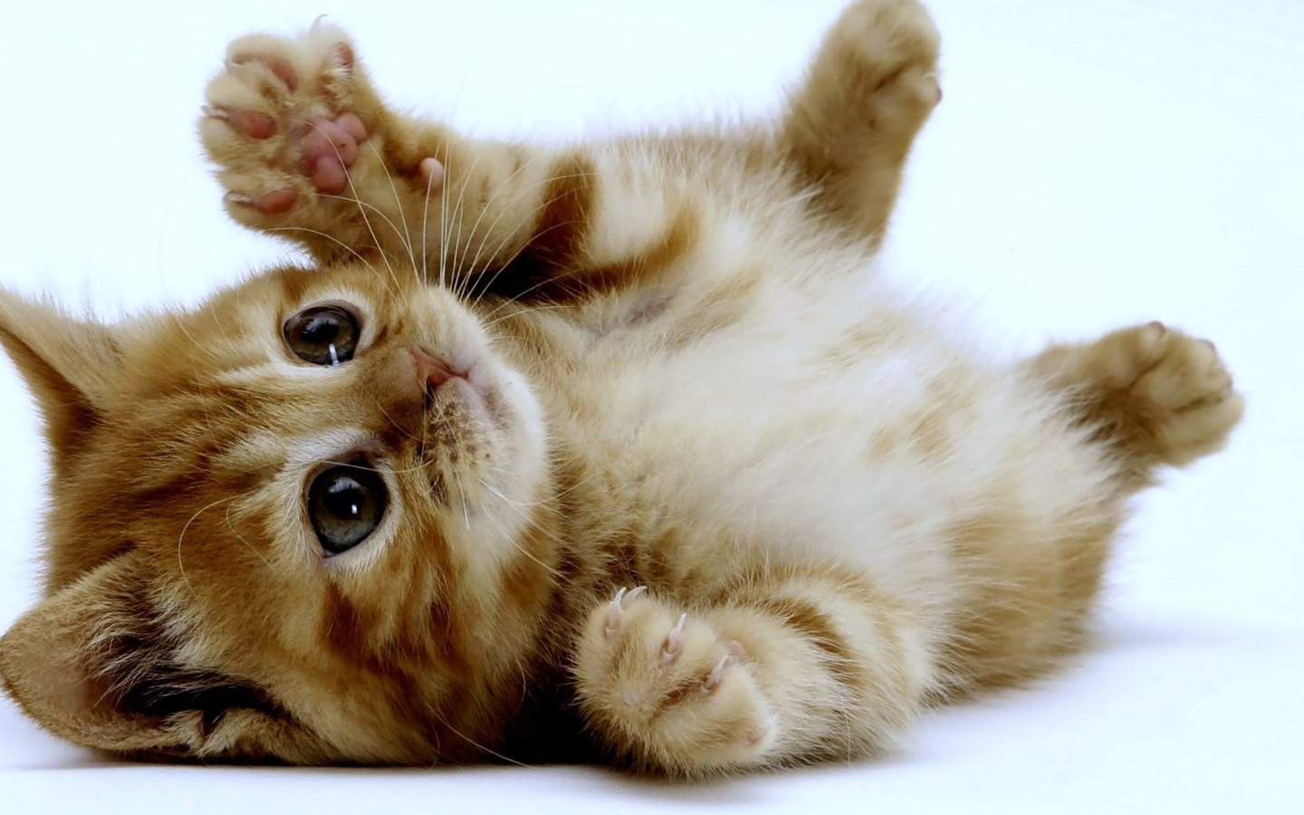 Sfondi Super Cute Kitten 1440x900