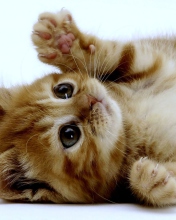 Screenshot №1 pro téma Super Cute Kitten 176x220