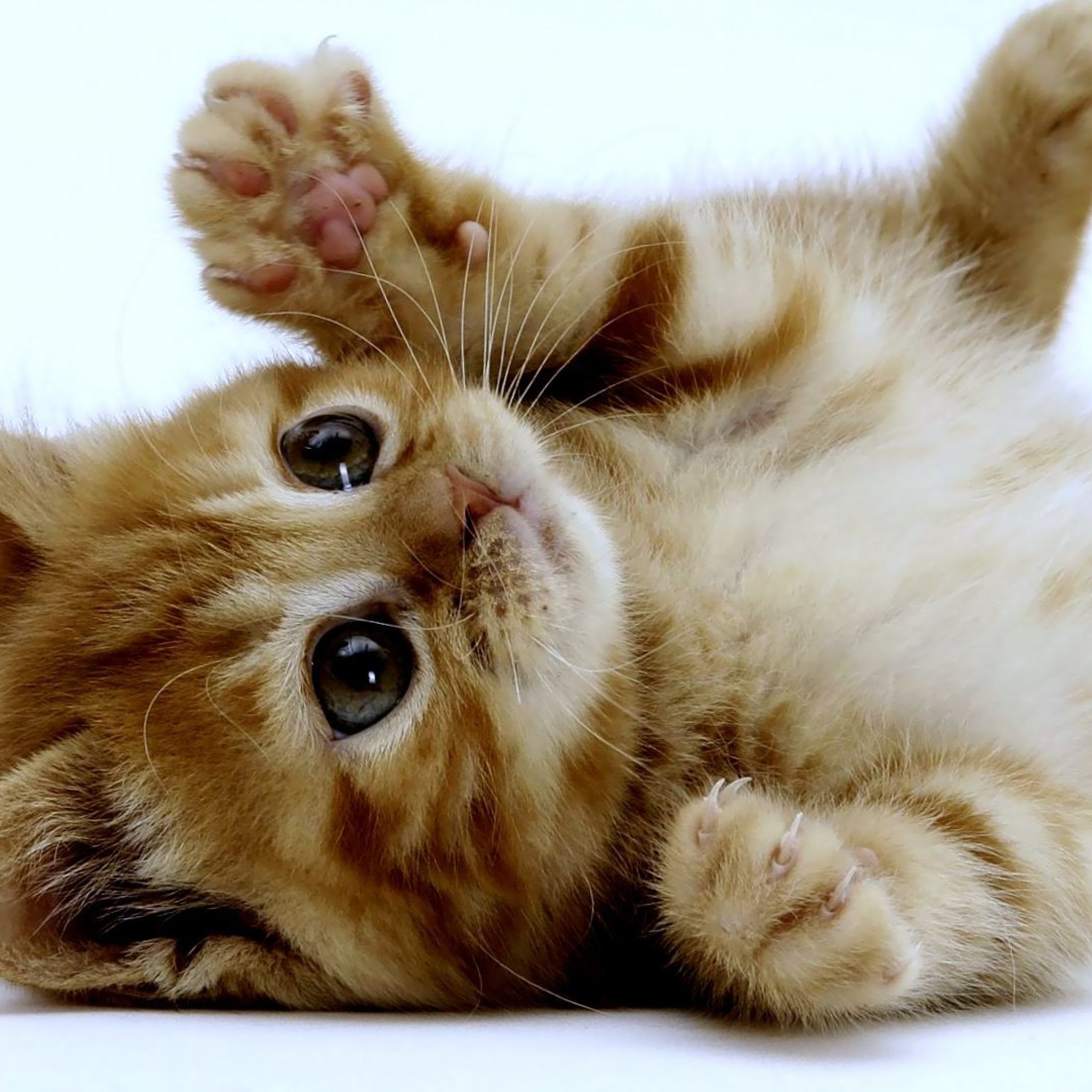 Das Super Cute Kitten Wallpaper 2048x2048