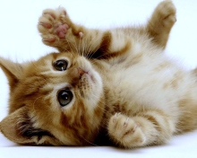 Fondo de pantalla Super Cute Kitten 220x176