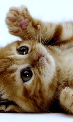 Super Cute Kitten screenshot #1 240x400