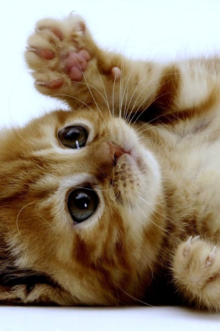 Fondo de pantalla Super Cute Kitten 320x480