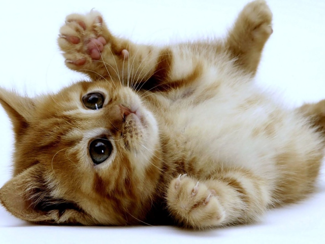 Fondo de pantalla Super Cute Kitten 640x480