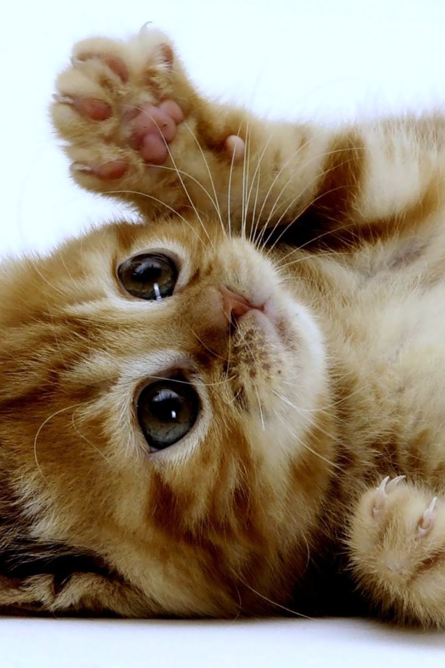 Super Cute Kitten wallpaper 640x960