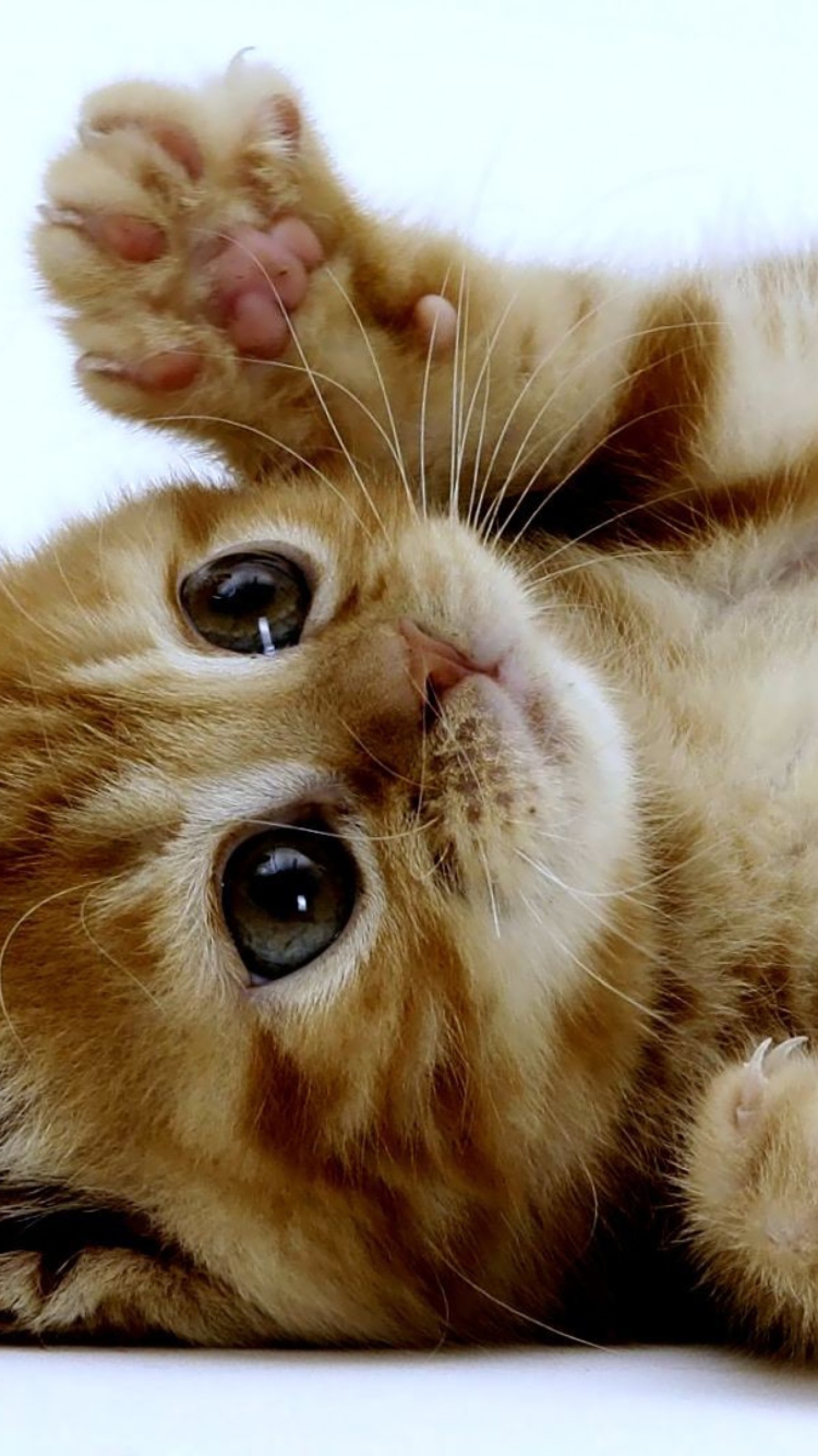 Fondo de pantalla Super Cute Kitten 750x1334