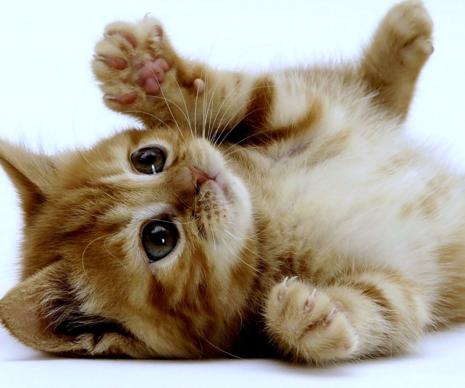 Super Cute Kitten screenshot #1 960x800