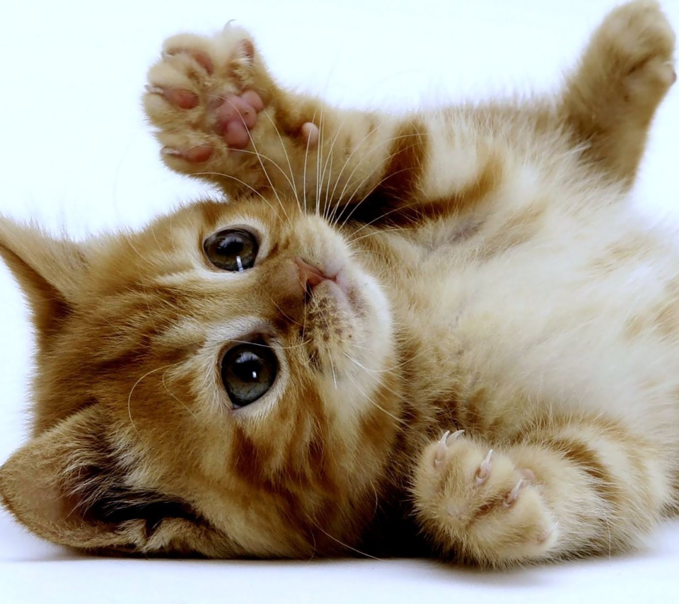 Fondo de pantalla Super Cute Kitten 960x854