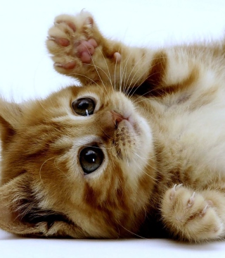 Super Cute Kitten - Obrázkek zdarma pro Nokia N92