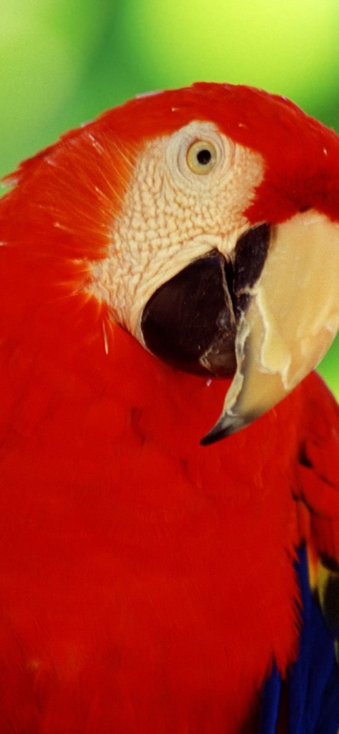 Screenshot №1 pro téma Scarlet Macaw Parrot 1170x2532