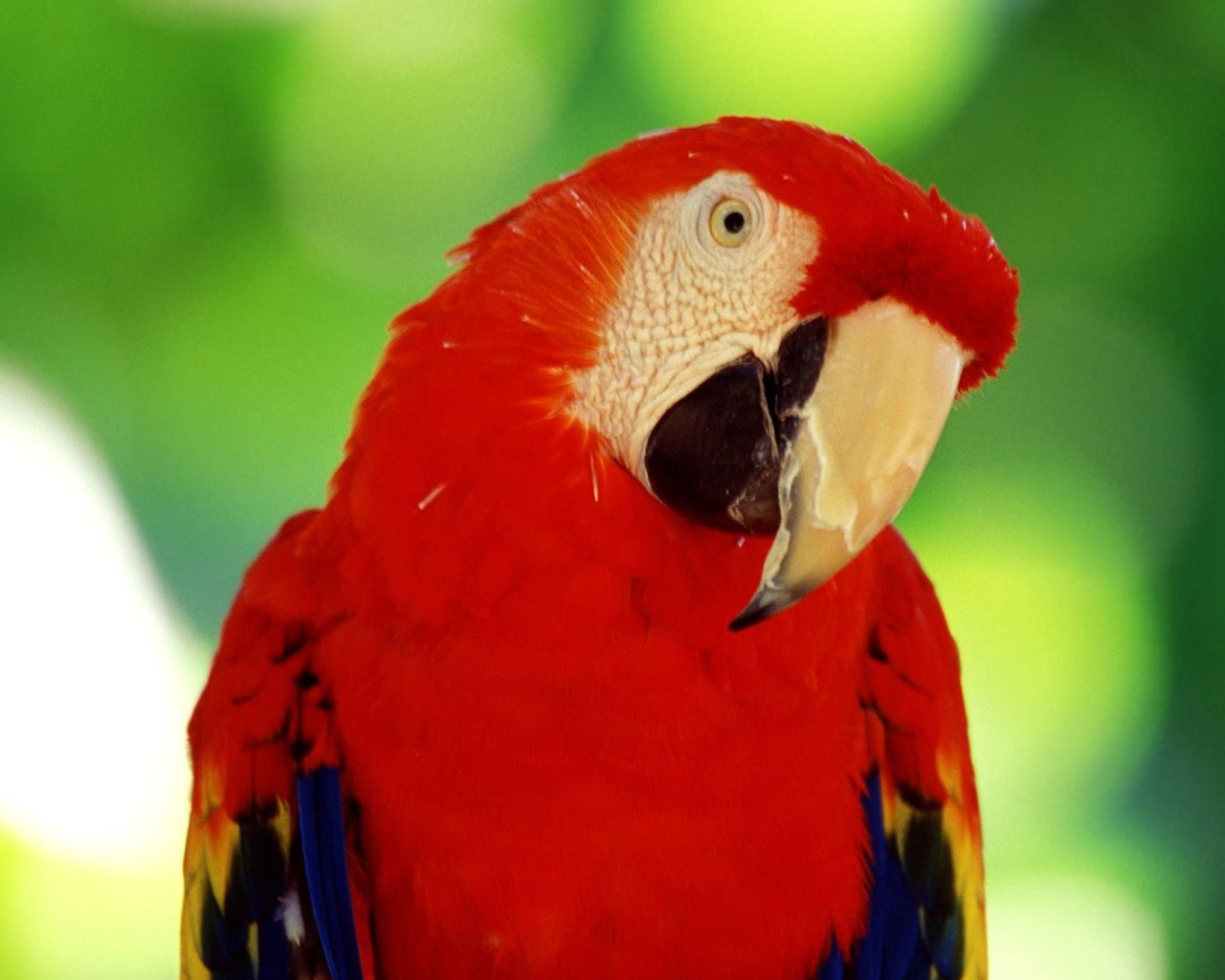 Scarlet Macaw Parrot wallpaper 1280x1024