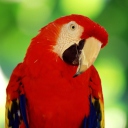 Обои Scarlet Macaw Parrot 128x128
